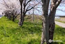桜街道景点图片