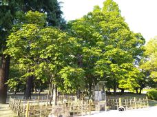 Chinese Parasol Tree That was Exposed to Hiroshima Bombing-广岛
