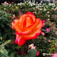 Cowra Rose Garden-考拉