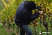 Weingut Brinkmann景点图片