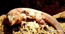 鬣蜥爬行动物园-弗利辛恩