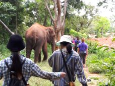 Save Elephant Foundation- Surin project-Krapho