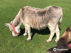 Isle Of Wight Donkey Sanctuary-戈兹希尔