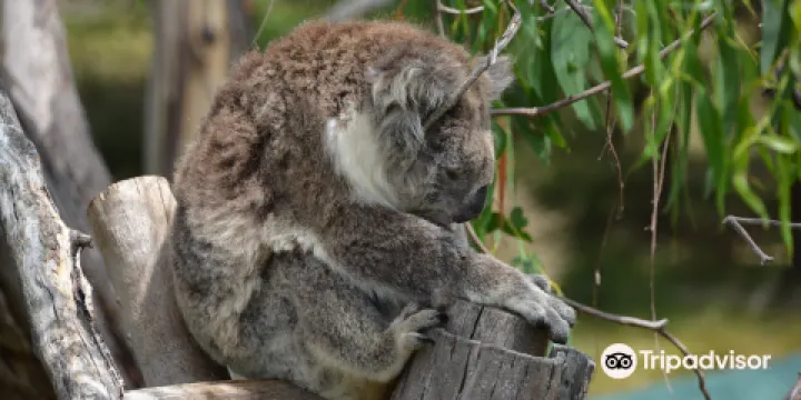 菲利普島自然公園－考拉保護中心