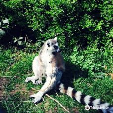 Twycross Zoo-阿瑟斯通