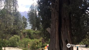 Giant Cypress Nature Reserve of Bajie, Nyingchi