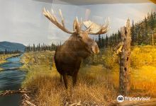 Kluane Museum of Natural History景点图片