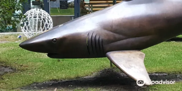 Traja bronzovi zraloci