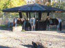 Zoological Garden Dahlholzli-伯尔尼