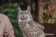 Alaska Raptor Center-锡特卡