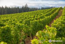 Hawks View Winery景点图片