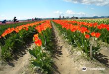 Tulip Town景点图片