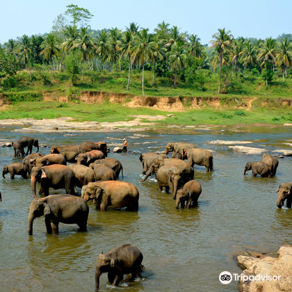 品纳维拉大象孤儿院+康提皇家植物园+佛牙寺+康提湖+乌达瓦塔凯勒保护区一日游