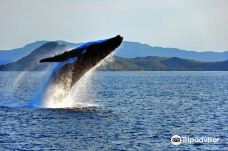 Whale Watching Whitsundays-艾利滩