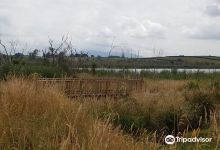 Lake Ngaroto景点图片