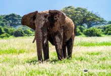 Africa Vacation Safaris景点图片