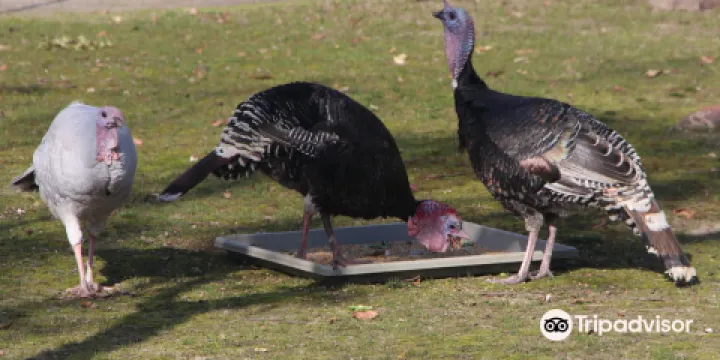 Australia Walkabout Wildlife Park