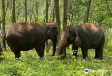 The Elephant Freedom Project景点图片