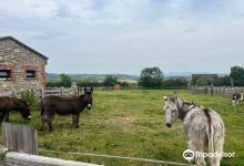 Donegal Donkey Sanctuary景点图片