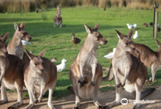 东海岸野生动物园景点图片