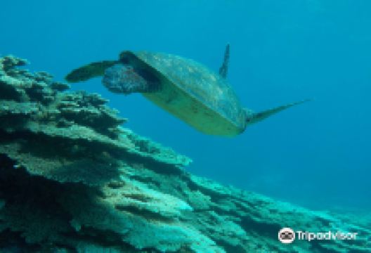 Ocean Boulevard购物图片