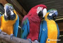 Parrots in Paradise Sanctuary景点图片