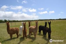 West Wight Alpacas-Shalfleet