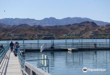 Lake Havasu State Park景点图片