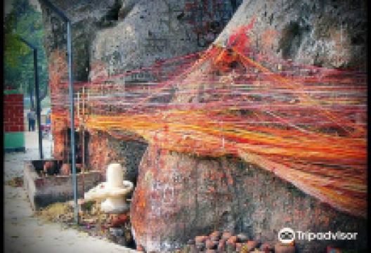 Parijat Tree景点图片