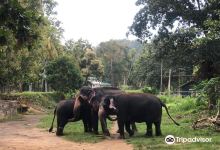 Millennium Elephant Foundation景点图片