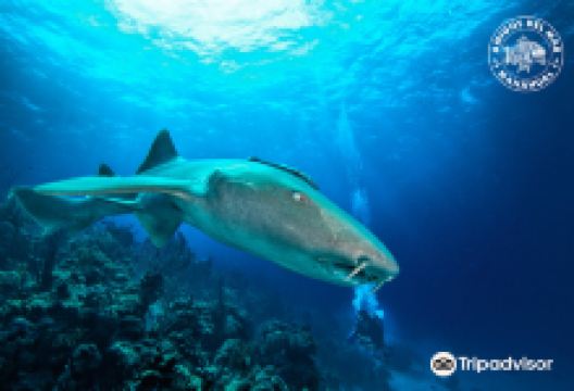 Amigos Del Mar购物图片