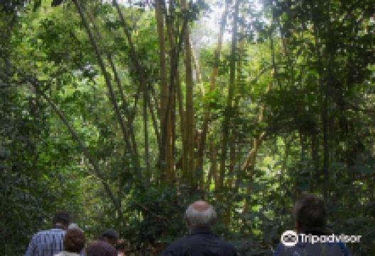 Bosque Santa Lucia景点图片
