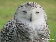 Muskoka Birds of Prey-格雷文赫斯特