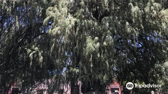 Hijo del Arbol de la Noche Triste