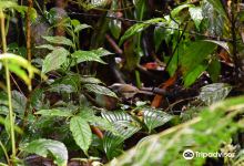 Sendero Los Quetzales景点图片