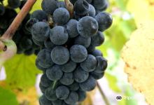 Davenport Orchards & Winery景点图片