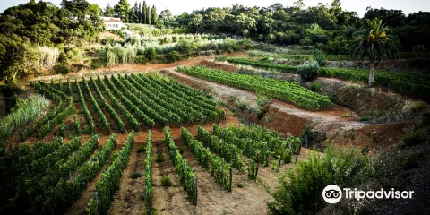 Azienda Agricola Arrighi