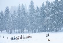 Seven Stars Alpaca Ranch景点图片