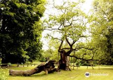 Rogalin Landscape Park-伯灵顿