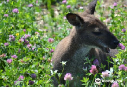 Animal Park of Saint-Clar景点图片