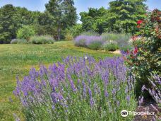 Blooming Hill Lavender Farm-劳顿县