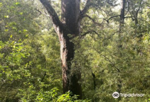 Opua Kauri Walk景点图片