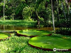 Amazon Rainforest-坦博帕塔省