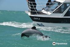 黑猫号游艇观海豚之旅-阿卡罗阿