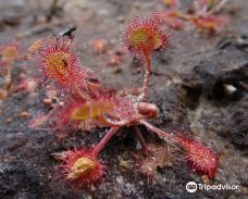 Avon Heath Country Park-圣艾夫斯