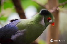 Bird Kingdom-尼亚加拉瀑布