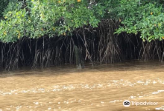 Commewijne River景点图片