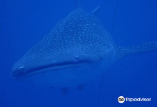 Nankuru Divers Okinawa购物图片