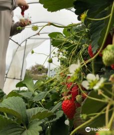 Strawberry Picking Park Kunoya-静冈
