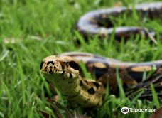 死水潭考拉和野生动物公园-Sancrox